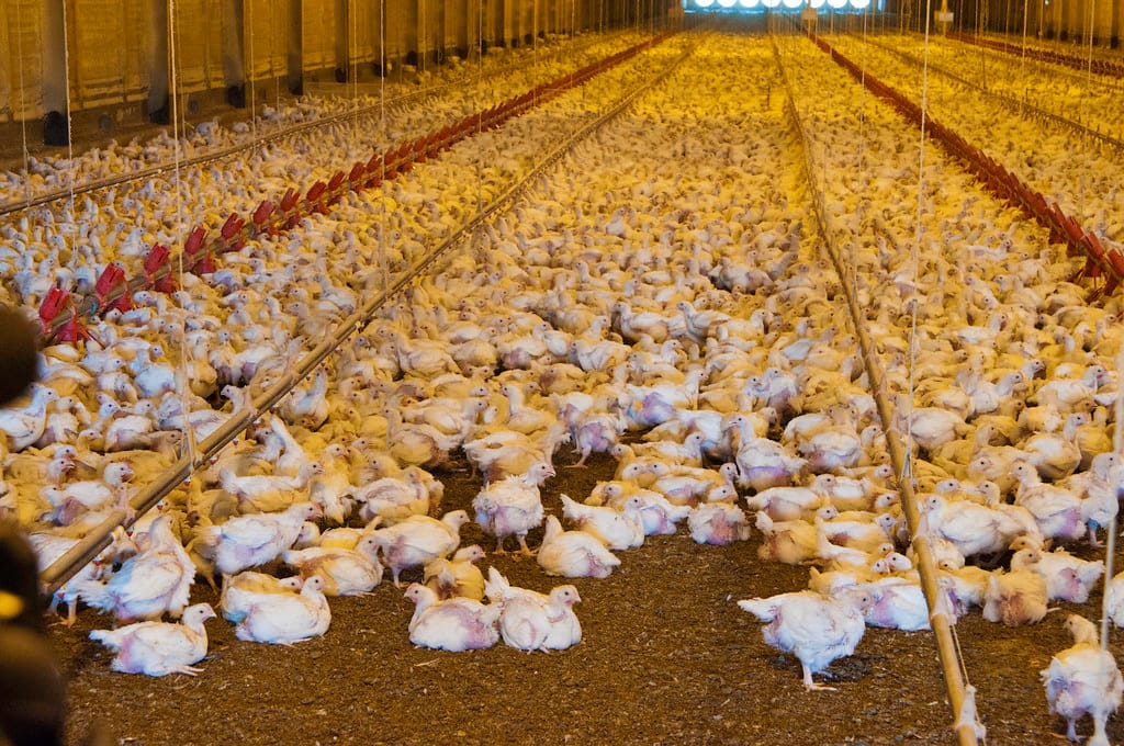 Grubar Model Farm broiler house